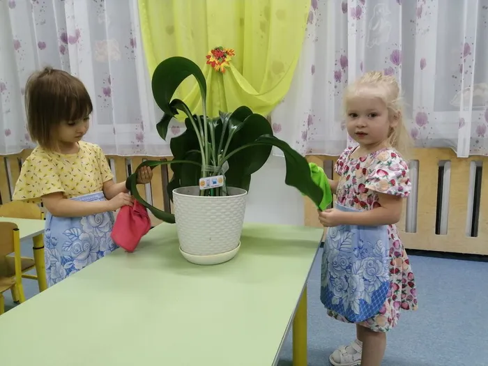 51-уход за комнатным растением